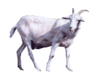 Ziegenhof Birgit Preiss
